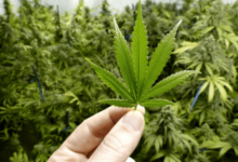 Cannabis, also known as marijuana or weed, has been a controversial topic for decades. While some view it as a dangerous drug that