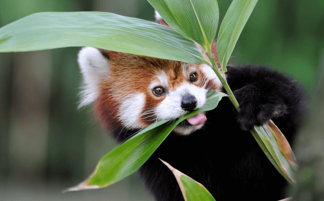 Animated:51jupysczmo= Cute Red Panda