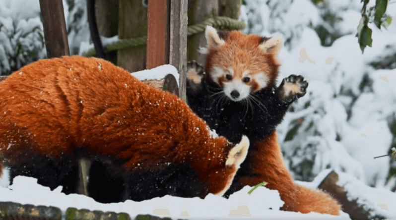 Animated:51jupysczmo= Cute Red Panda