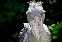 Cute:4k5ne5issfg= Shoebill Stork
