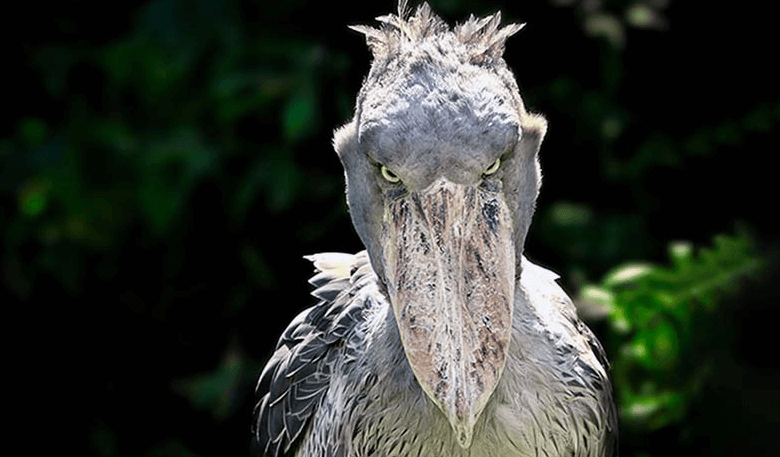 Cute:4k5ne5issfg= Shoebill Stork