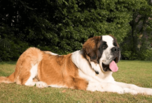 Cute:_Gytoltj3dk= Saint Bernard