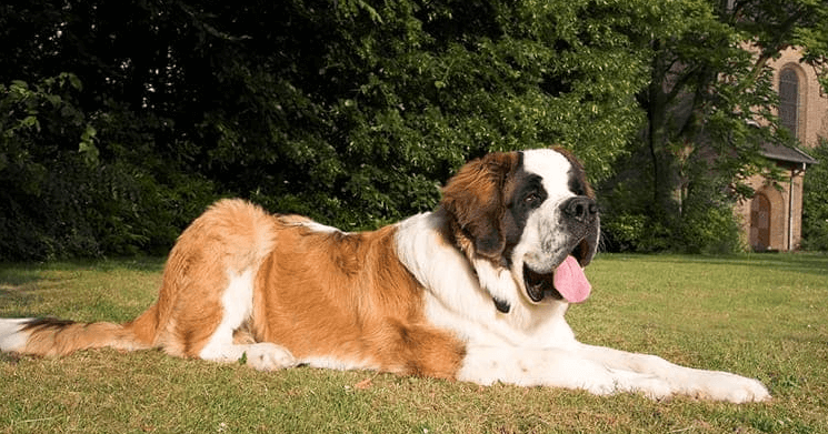 Cute:_Gytoltj3dk= Saint Bernard