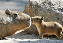 Cute:2t4h_Pj5dqc= Capybara Wallpaper