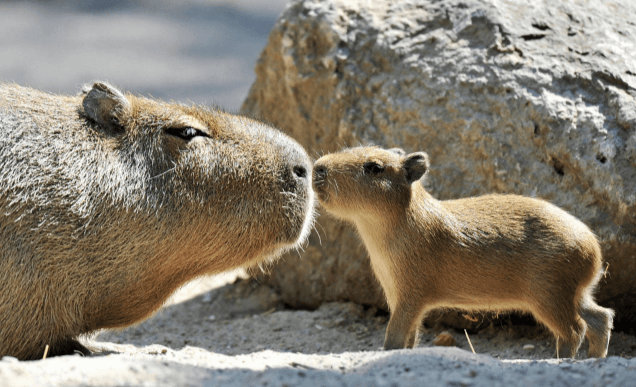 Cute:2t4h_Pj5dqc= Capybara Wallpaper