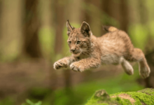Cute:7xohkiofew8= Baby:7xohkiofew8= Bobcat