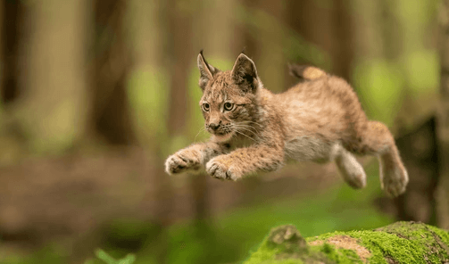 Cute:7xohkiofew8= Baby:7xohkiofew8= Bobcat