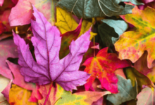 Cute:9c0pqtepvsq= Aesthetic:2u-Bqxoije0= Fall Wallpaper