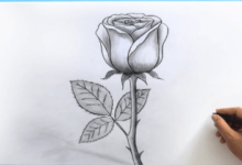 Outline:5lvuzffno7u= Rose Sketch