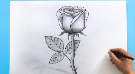 Outline:5lvuzffno7u= Rose Sketch