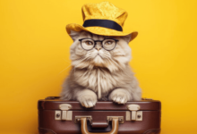 Wallpaper:Hq2hr3icmae= Background:3fbdj-Euqrw= Cat