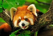 Animated:__Gqcljfcnc= Cute Red Panda