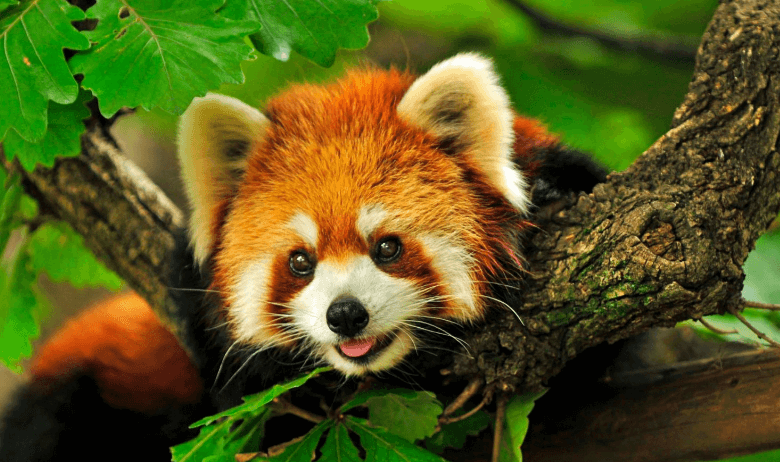 Animated:__Gqcljfcnc= Cute Red Panda