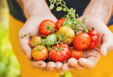 Food:80efq6ex-To= Harvest