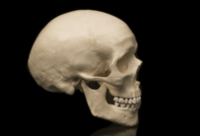 Simple:5xpshpbdut8= Skull