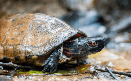 Strange World Turtle Eye