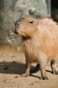 Cute:No0zvev9_Pi= Capybara