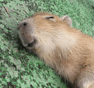 Cute:No0zvev9_Pi= Capybara