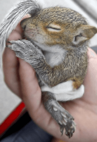 Cute:Yntx6nfx6ly= Squirrel