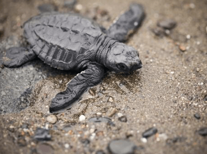 Turtle That Looks Like a Leaf