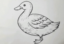 Drawing:Ojsatelui2m= Cute:0v3zhjmo01k= Duck