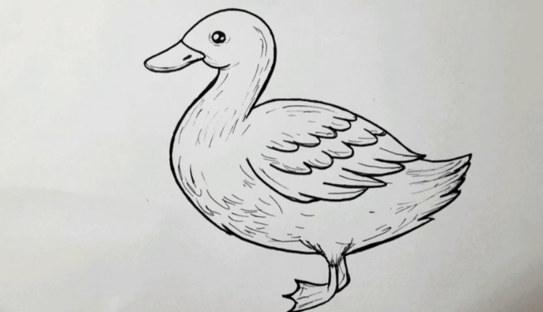 Drawing:Ojsatelui2m= Cute:0v3zhjmo01k= Duck