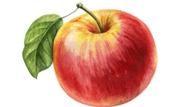 Clipart:Kptnpg_7hxw= Apple