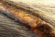 radiance wave fuels leadership momentum