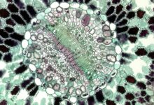 academic histology study insight hub