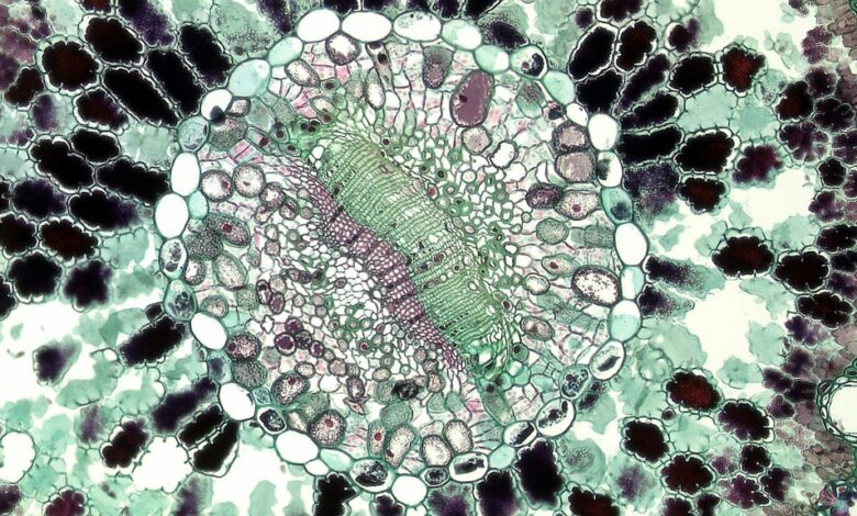 academic histology study insight hub