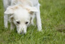 swedish keyword research on dog poisoning