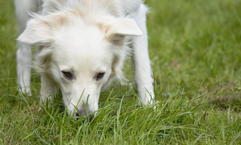 swedish keyword research on dog poisoning